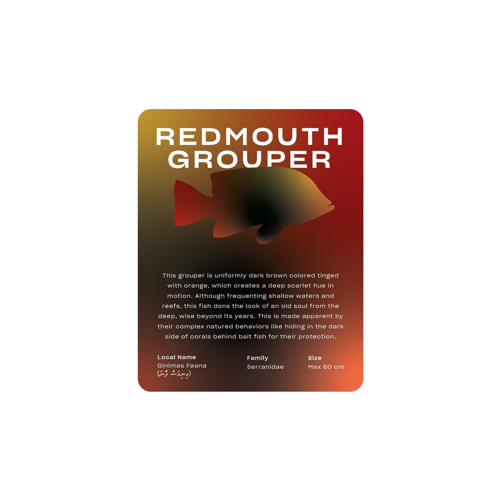 Redmouth Grouper - Classic Frame - Toddy Inc