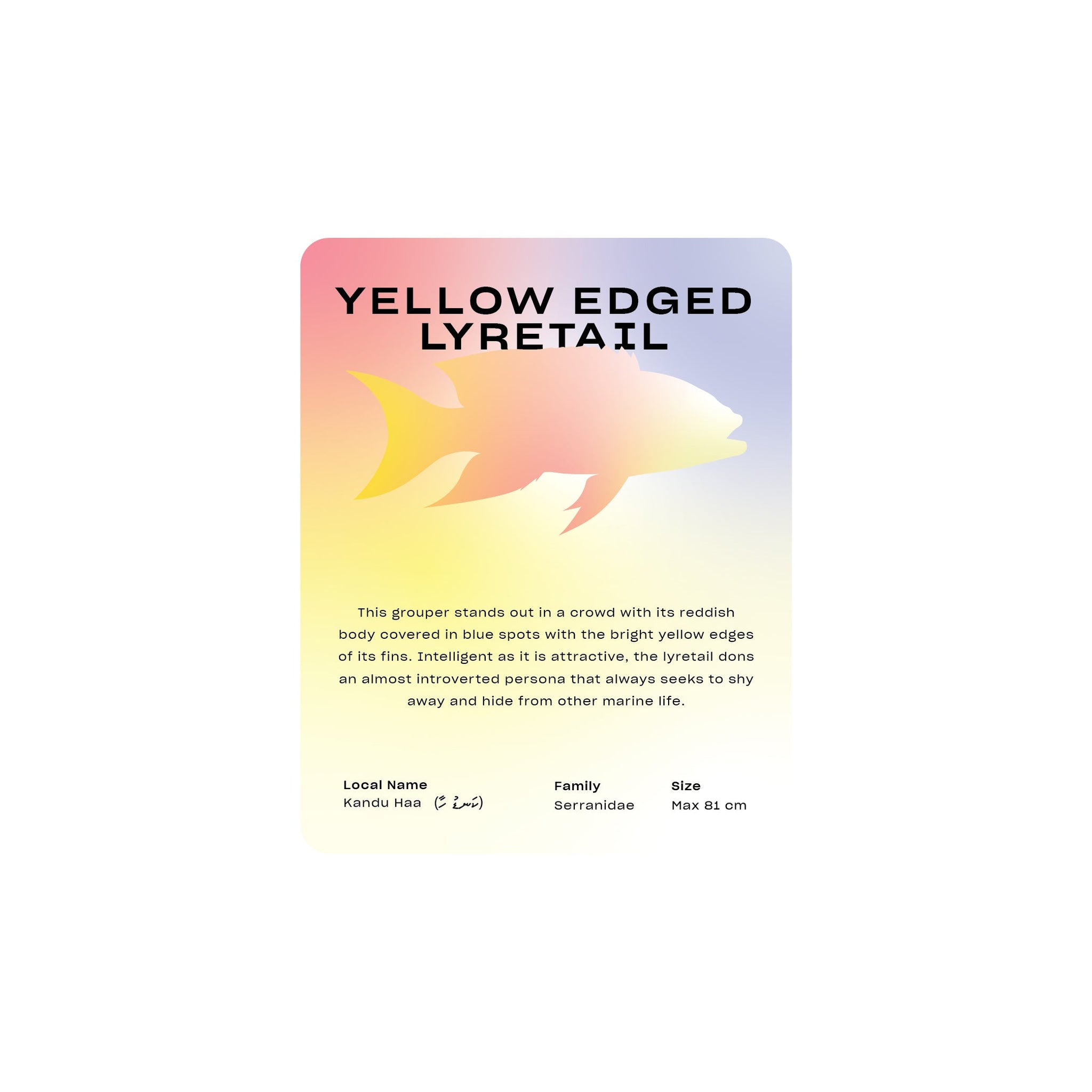 Yellow Edged Lyretail - Round Frame - Toddy Inc